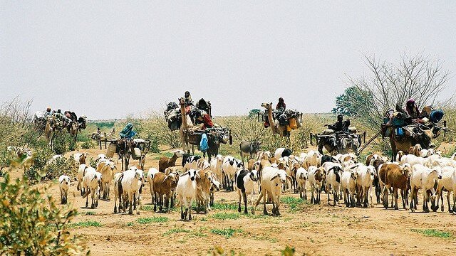 The Contribution of Livestock to the Sudan Economy